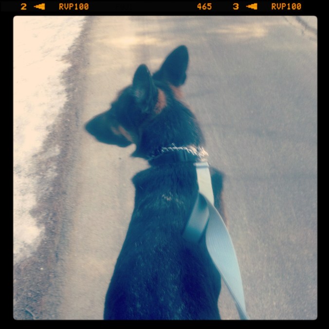 Clarence-the-Canine at the ready