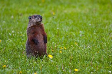 groundhog