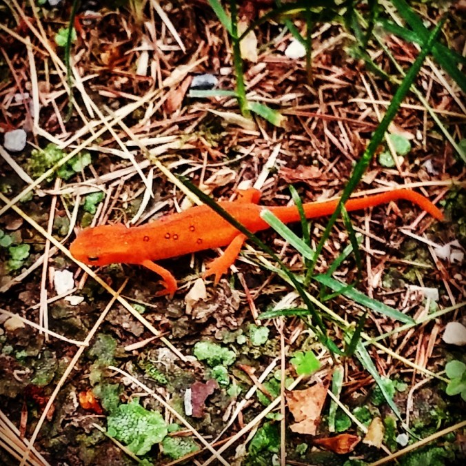 IMG_20150530_193400 - Copy