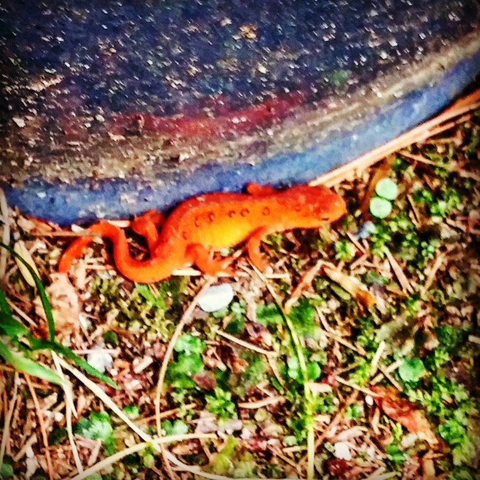 IMG_20150530_193541 - Copy