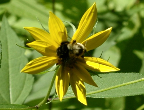 Yellow Flower with Bee