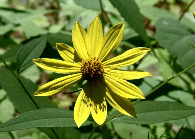 yellow flower