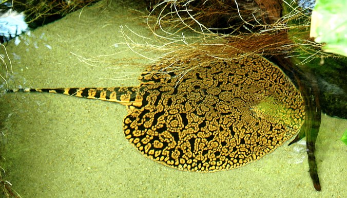 Aquarium 3