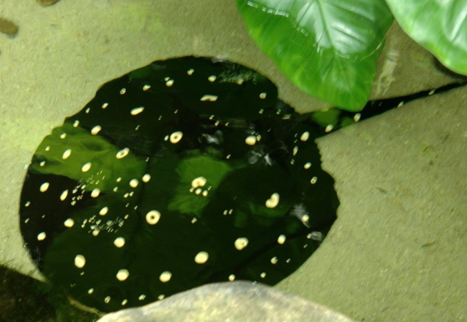 Aquarium 4