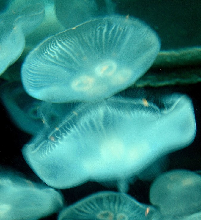 Aquarium 6