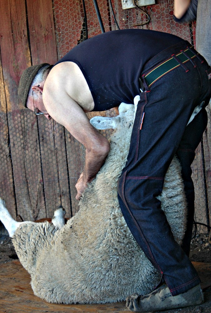 Sheep Shearing 4