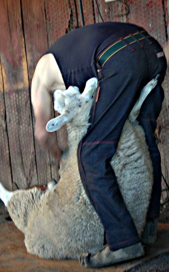 Sheep Shearing 5