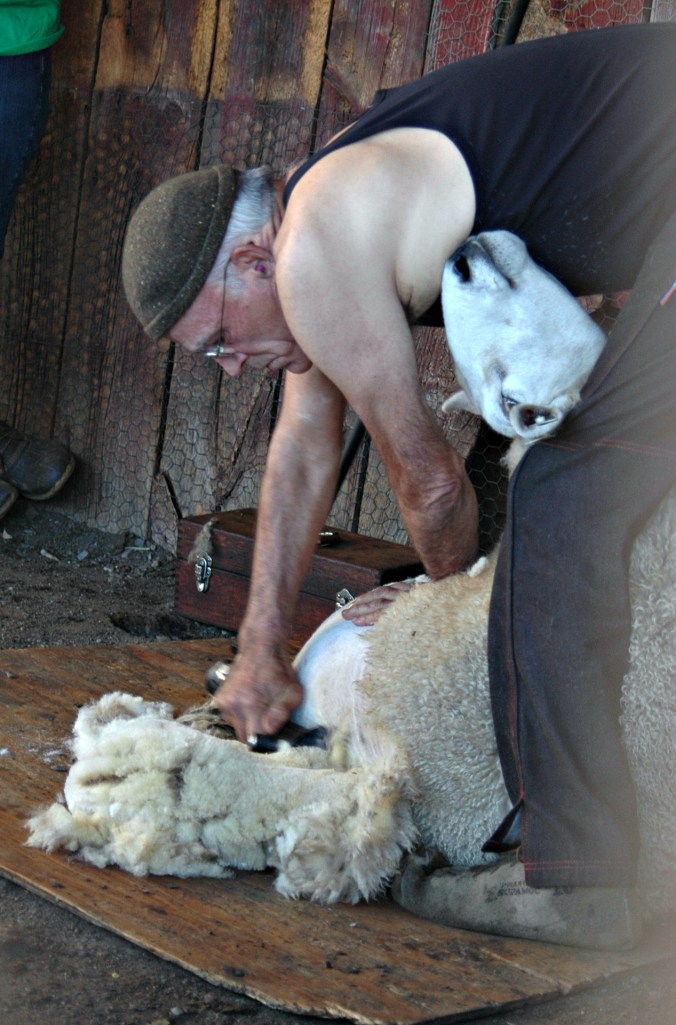 Sheep Shearing 9