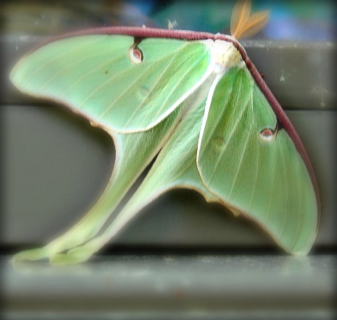Luna Moth 1 A