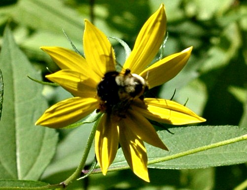 Yellow Flower with Bee 2