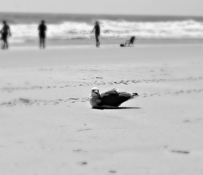 bird-at-rest-wrightsville-beach