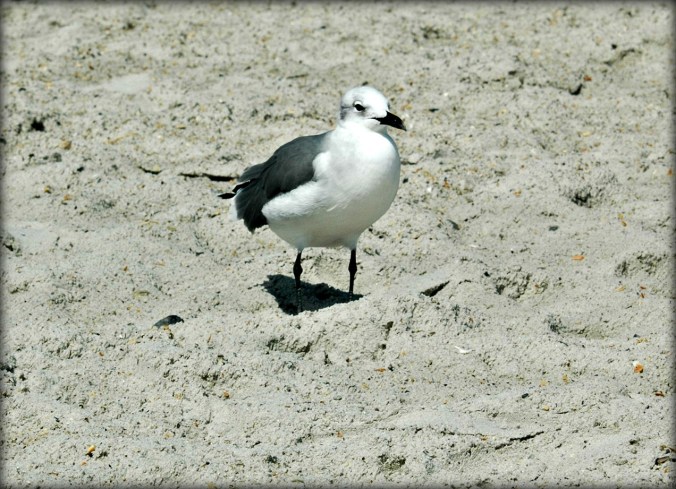 picnic-interloper-at-wrightsville-beach