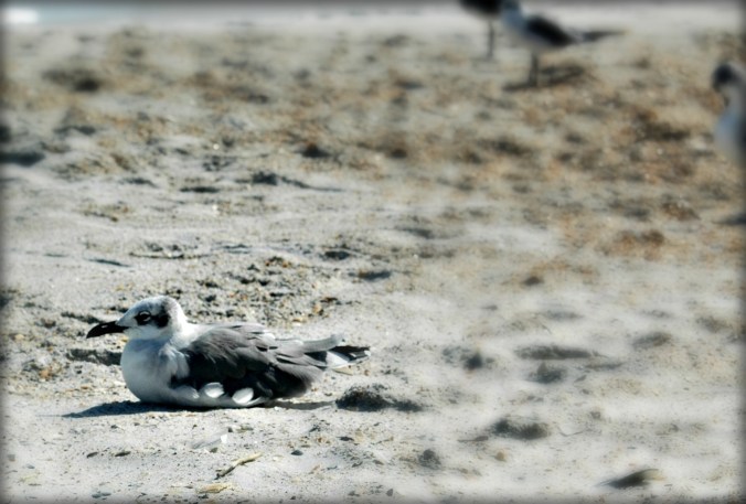 resting-bird-at-wrightsville-beach