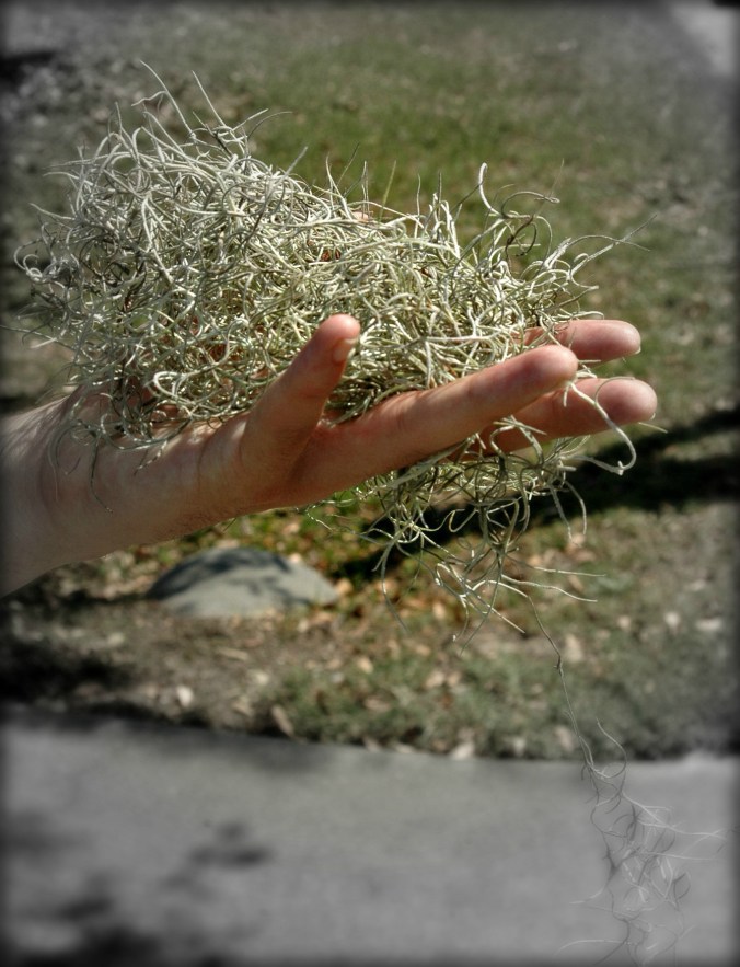 Spanish Moss in Mt. Pleasant