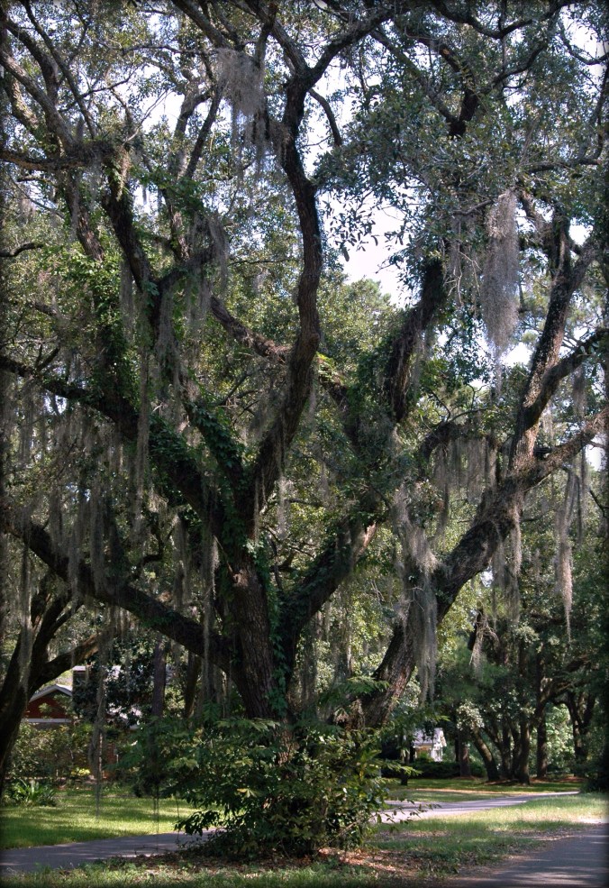spanish-moss-in-charleston-1