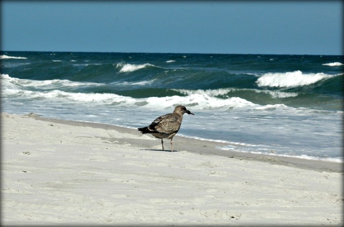 wrightsville-beach-getter-of-sticks