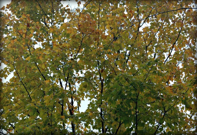 grey-battenkill-saturday-5