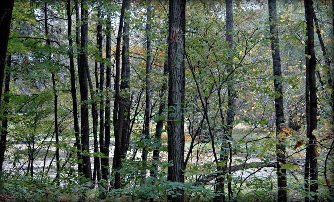 grey-battenkill-saturday-9