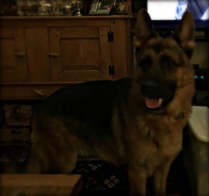 warden-adoption-day-13-a