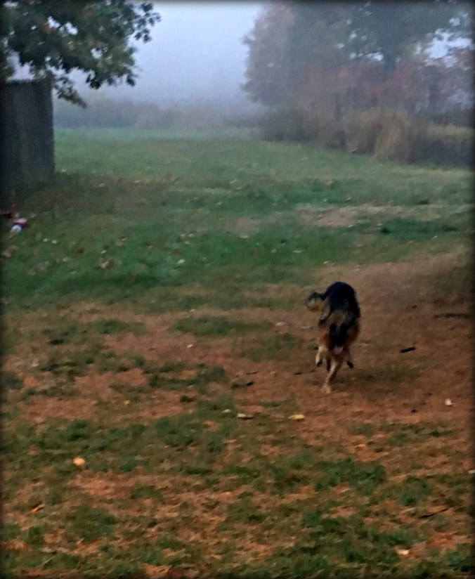 warden-adoption-day-14-a