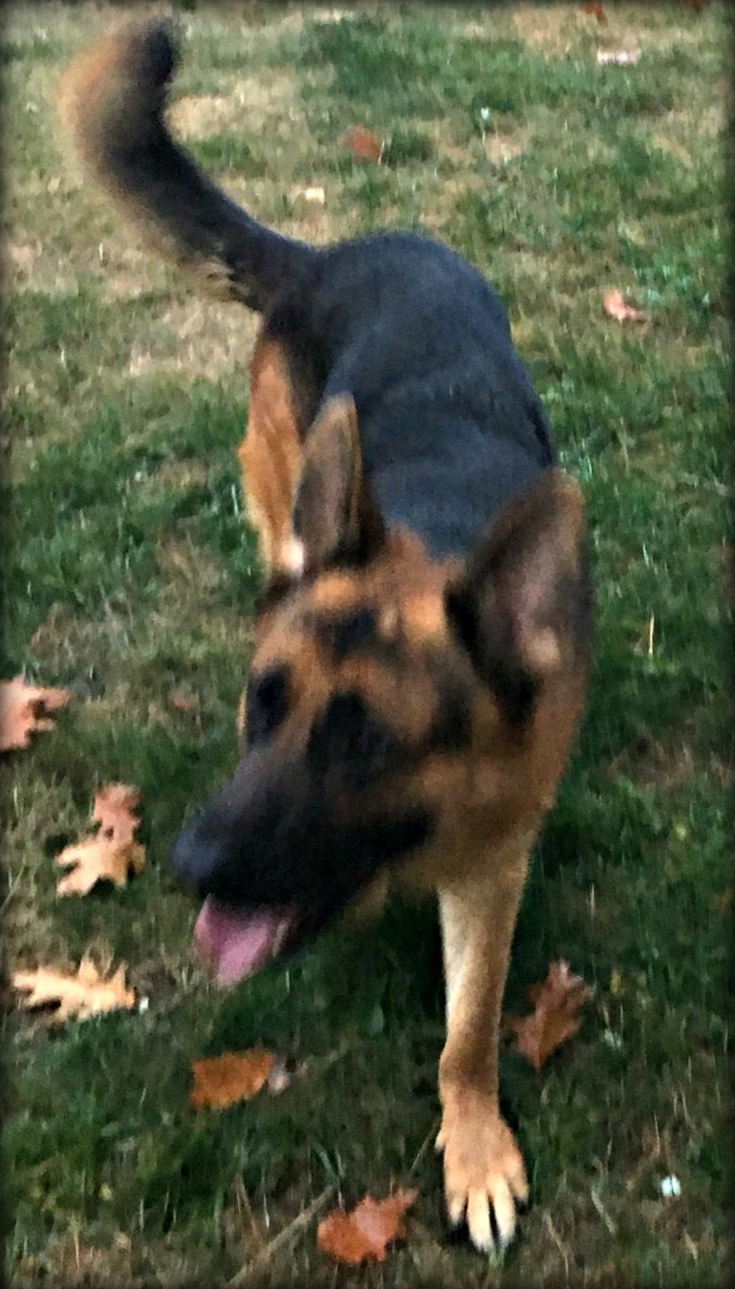 warden-adoption-day-20-a