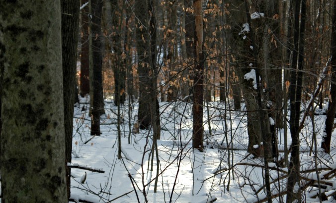 new_years_eve_woods_2