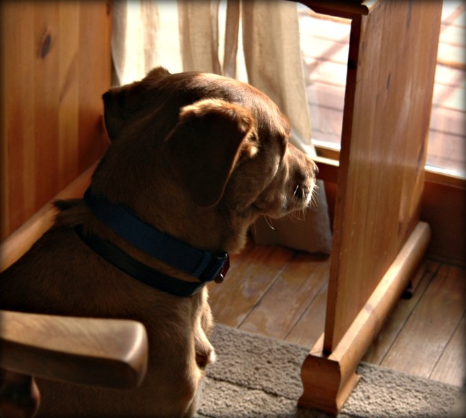 Sunny Day Squirrel Vigil