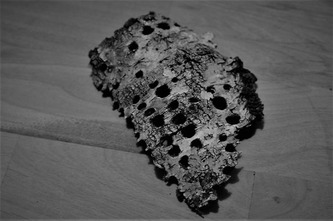 Birch Bark with Woodpecker Holes 1