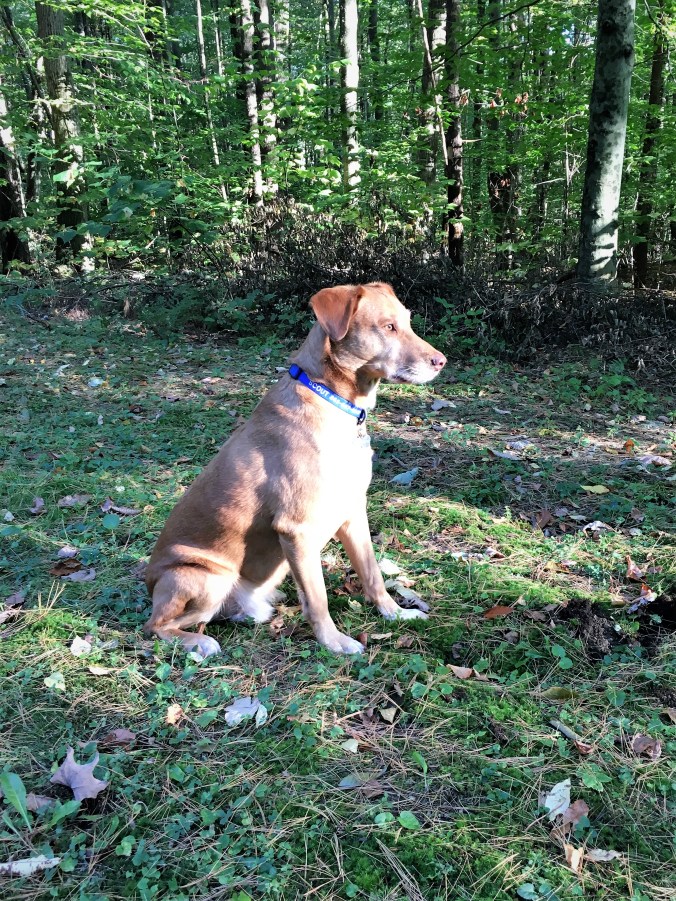 Scout-the-Lab knows where all the chipmunks are