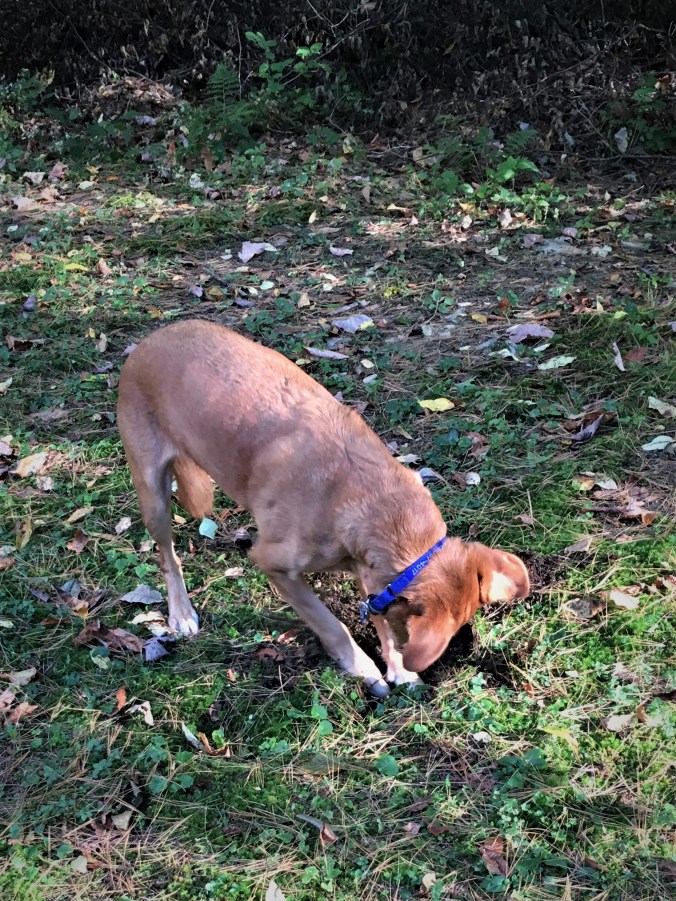 Scout digs more furiously for chipmunks