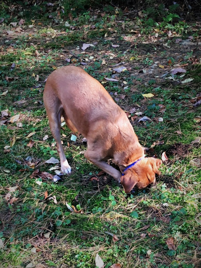 Scout has his head in the ground hoping to reach the chipmunks