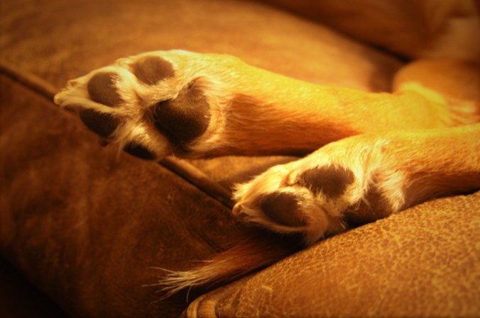 closeup of Scout's feet