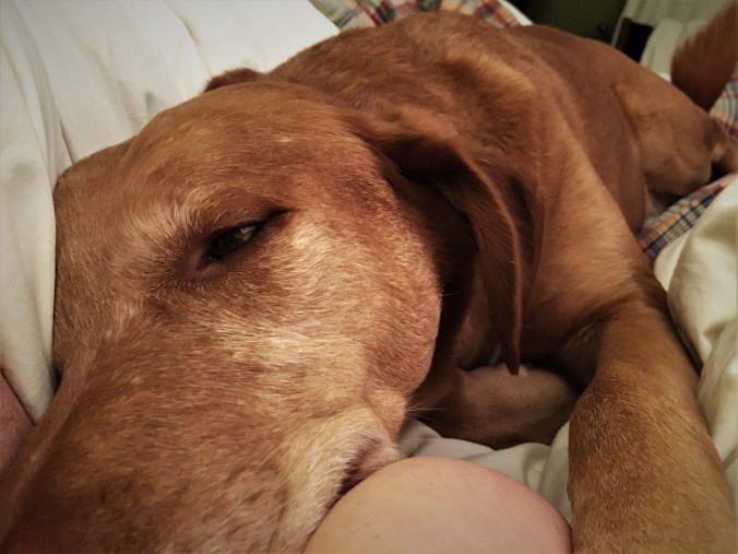 Scout-the-Lab-ish comfy between his humans on the bed