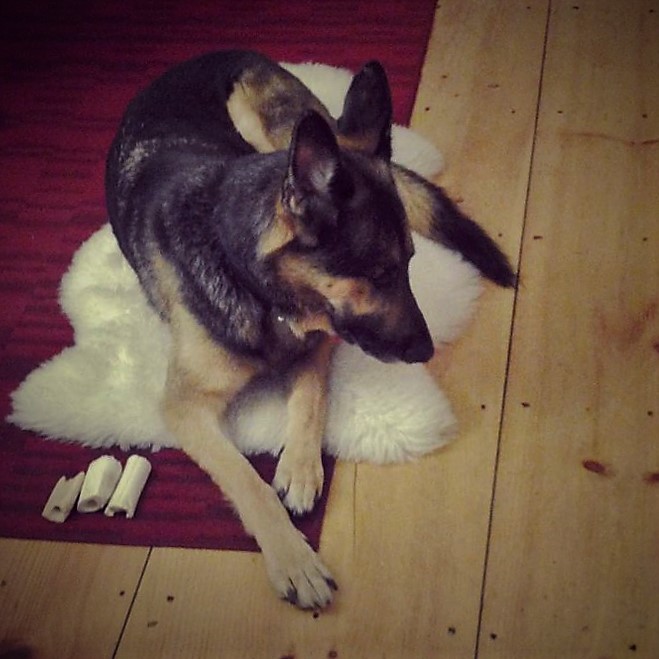 Clarence-the-Canine guarding his chew toys