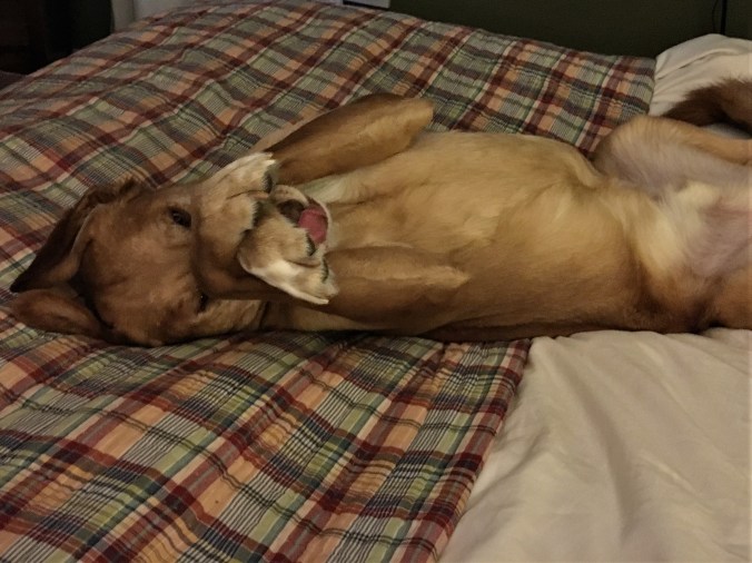 Scout-the-Lab-ish on the human bed