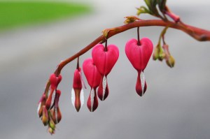 Bleeding Hearts