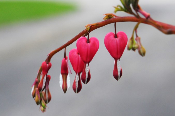 Bleeding Hearts