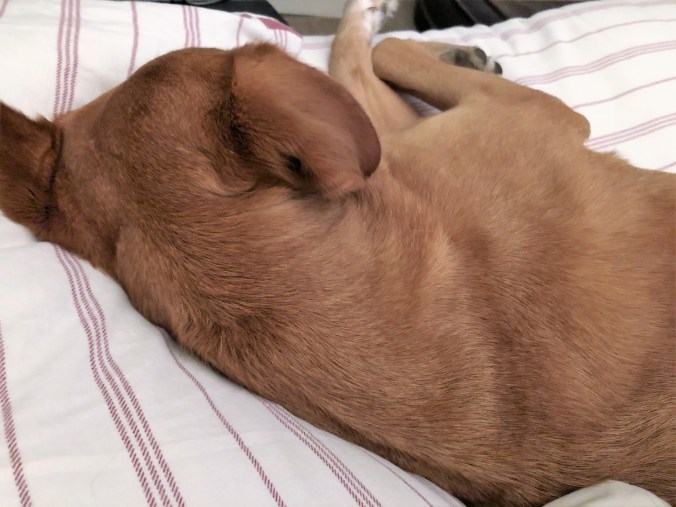 Scout in the Human Bed